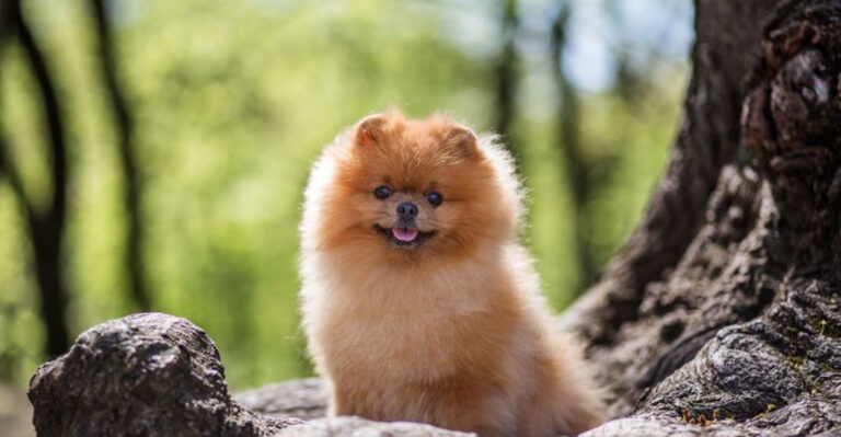 15 Dog Breeds People Pick For Looks - And Regret Later