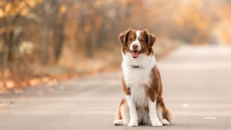 15 Dog Breeds That Act Just Like Australian Shepherds