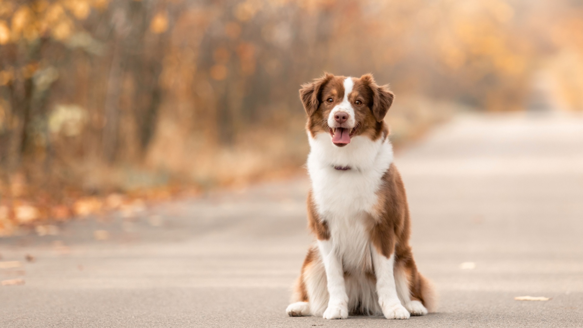 15 Dog Breeds That Act Just Like Australian Shepherds