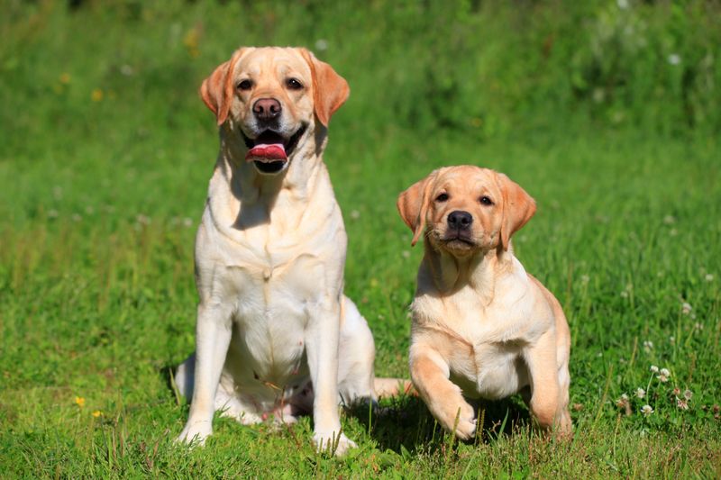 Labrador Retriever