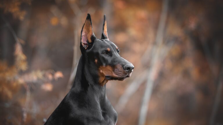 15 Dog Breeds That Can Keep Up With Dobermans