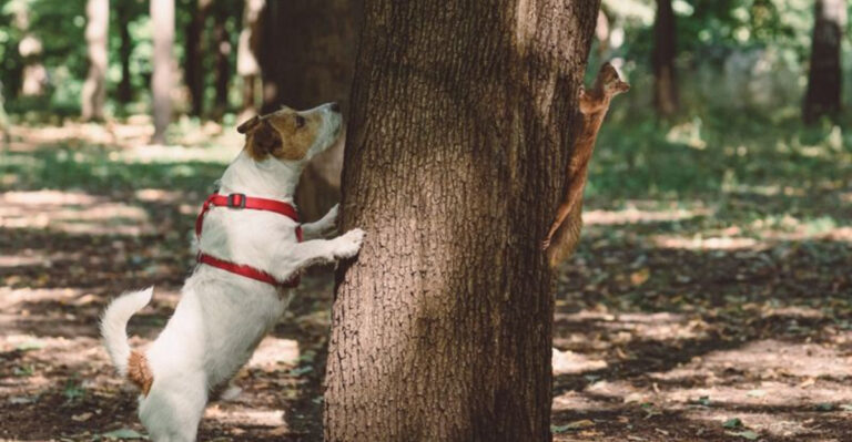 15 Dog Breeds That Go Nuts Over Squirrels