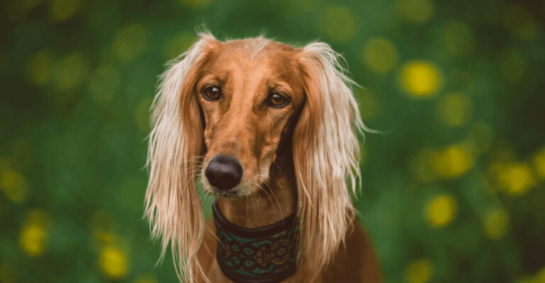 15 Dog Breeds That Struggle To Form Strong Bonds With Their Owners