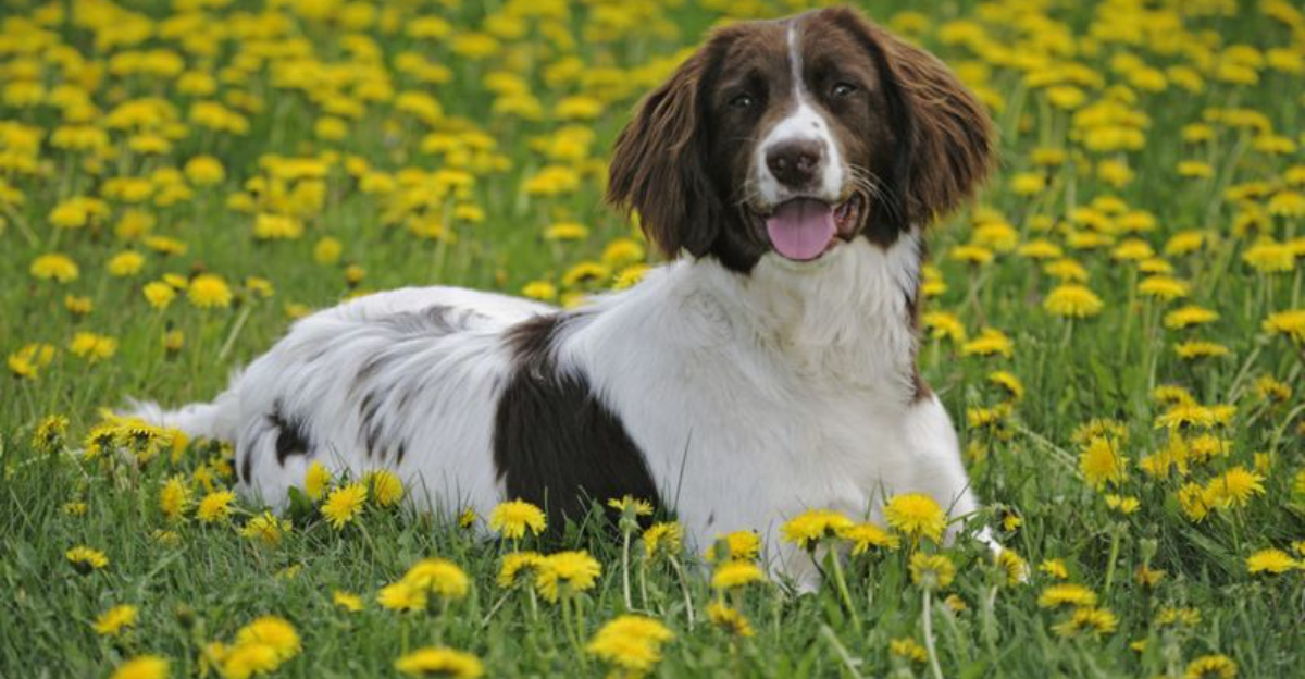 15 Dog Breeds With Sensitive Souls (Plus 5 Seemingly Heartless)