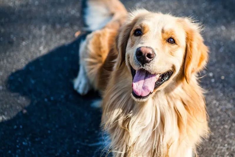 Golden Retrievers