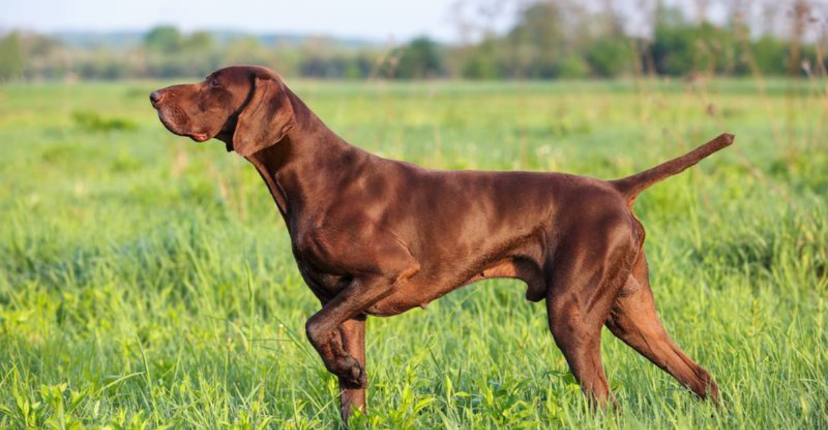 15 Dog Instincts From Their Wild Ancestors Hidden In Everyday Behavior