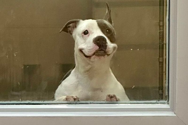 Pit Bull