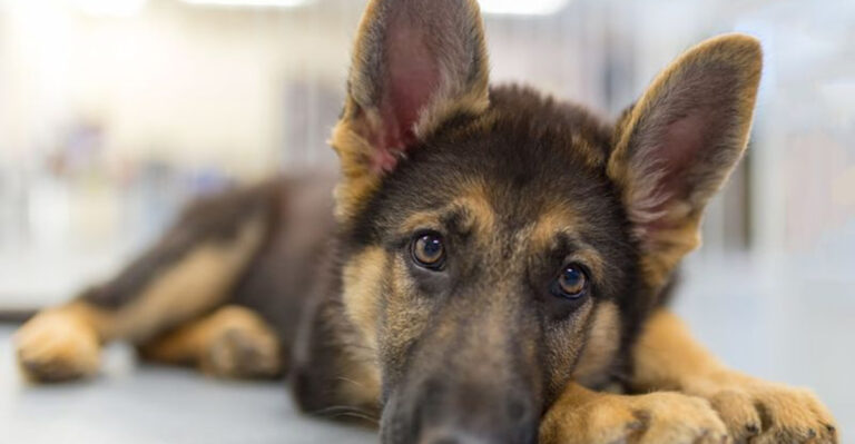 15 Dogs That Wait The Longest To Be Adopted- And The Unfair Reasons Why