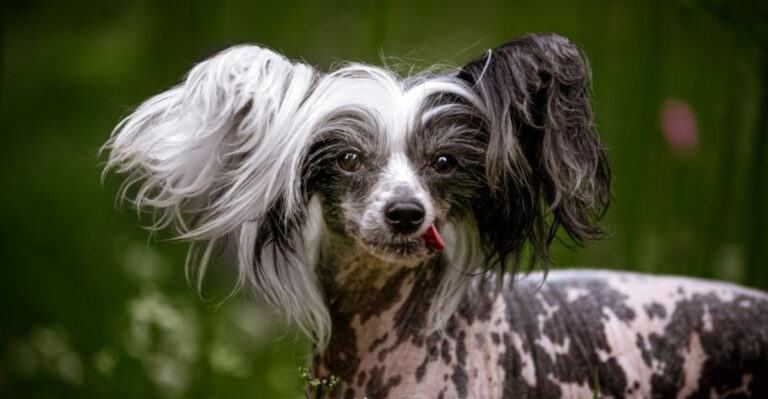 15 Dogs Who’d Rather Be The Only Pet In The House