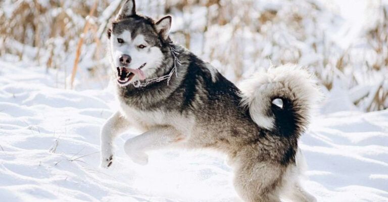 15 Dogs With Stylish Tails Every Trendy Owner Will Love