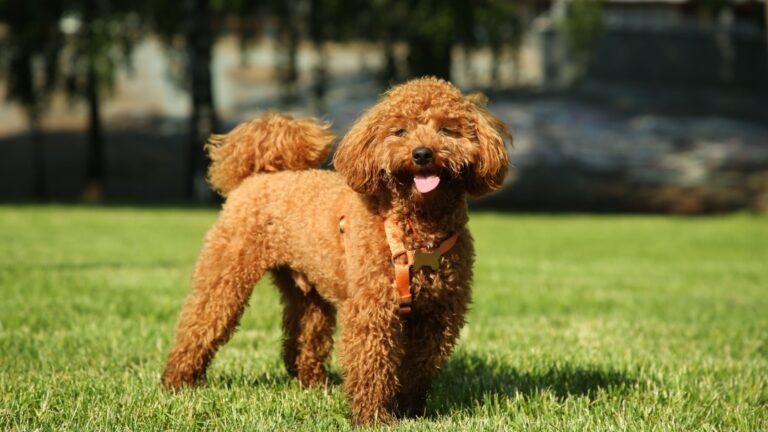 15 Dogs You Should Never Cross With A Poodle