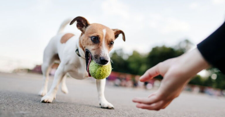 15 Easy Tricks You Can Teach Your Dog, Even If You’re A Beginner