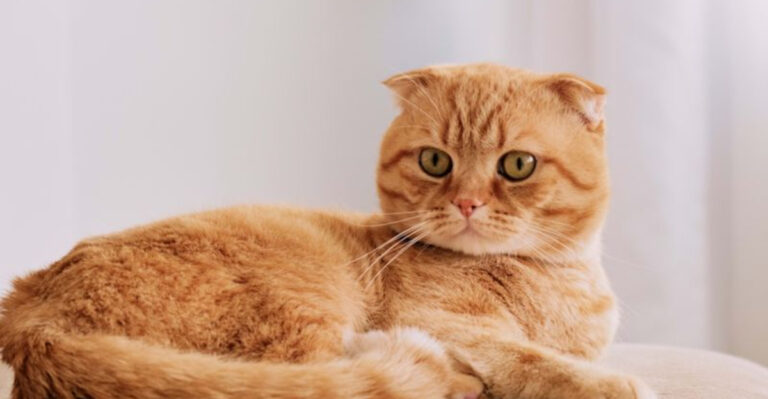 15 Easygoing Cat Breeds That Will Put Up With Just About Anything