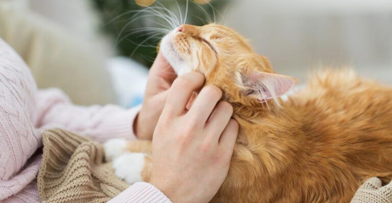 15 Emotional Perks Of Owning A Cat That Only Cat Lovers Truly Get
