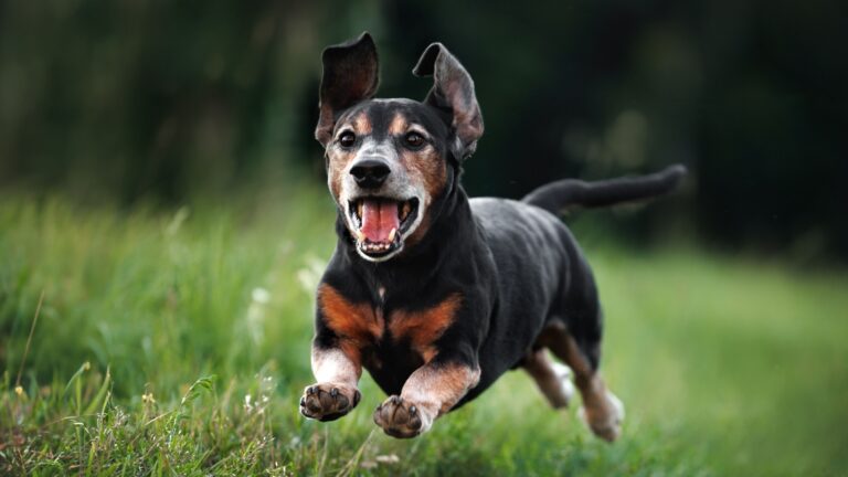 15 Engaging Activities To Keep A Senior Dog Happy And Loved