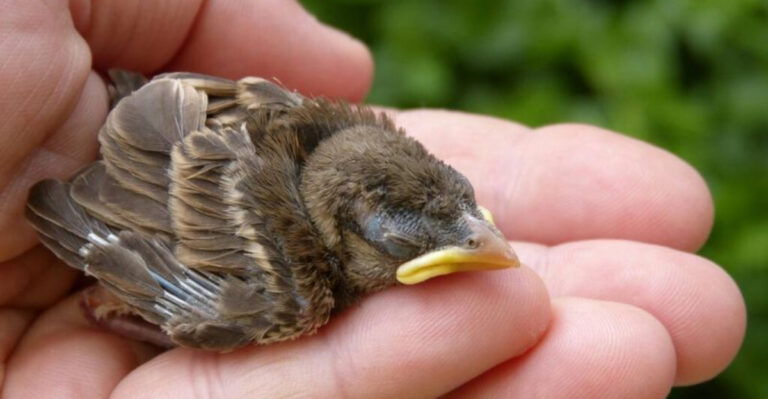 15 Essential Tips For Caring For An Abandoned Baby Bird