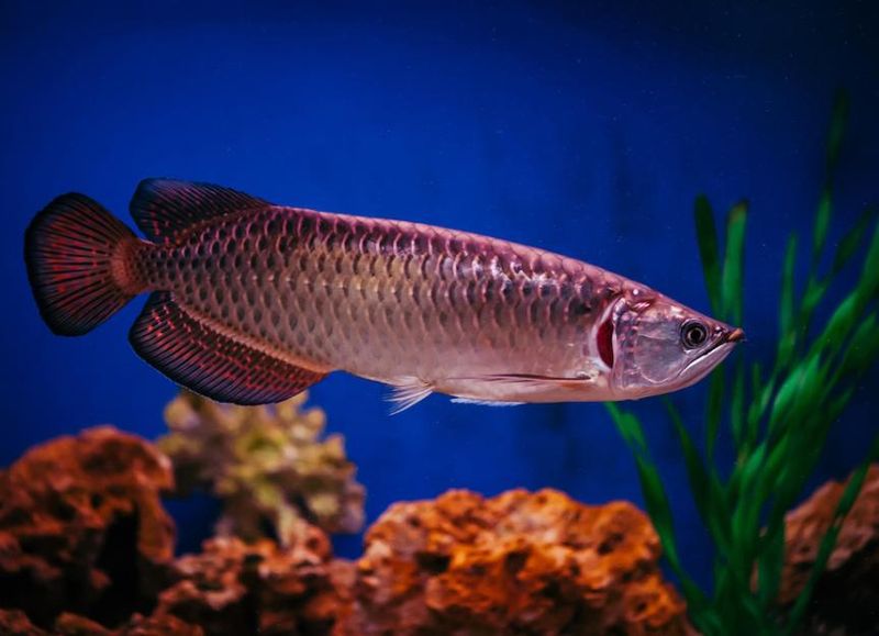 Arowana