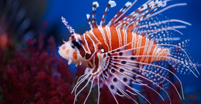 15 Exotic Fish Best Avoided In Home Aquariums (And 5 That Make Great Pets)