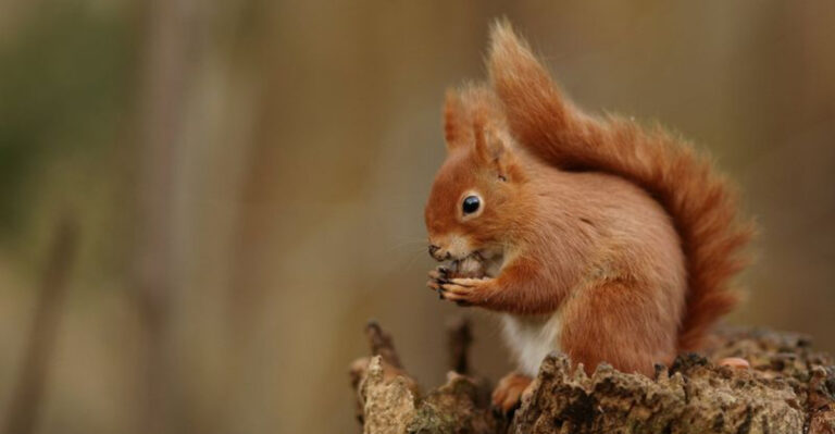15 Facts About Squirrels You Probably Didn’t Know
