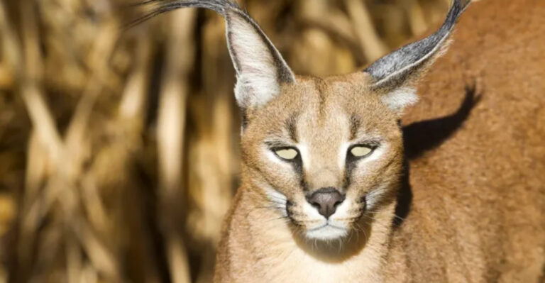15 Facts About The Gorgeous Yet Dangerous Caracal