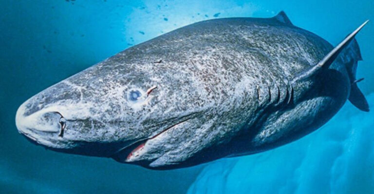 15 Facts About The Longest-Living Shark On Earth