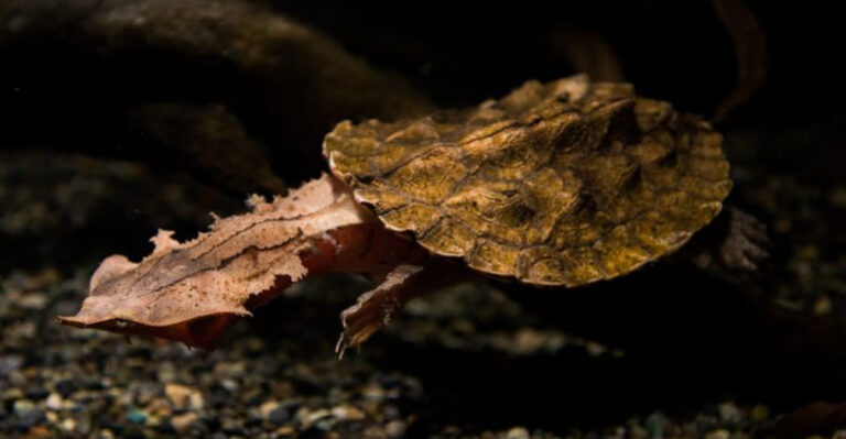 15 Facts About The Mata Mata, The Weirdest Turtle Ever