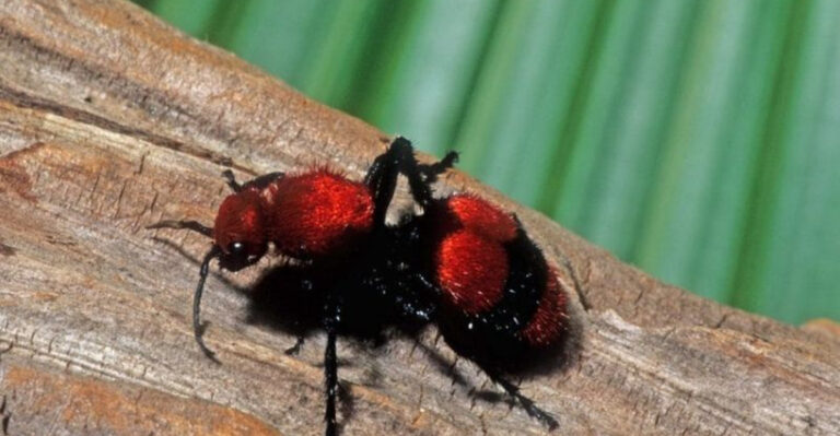 15 Facts About The Non-Stinging But Lethal Velvet Ant