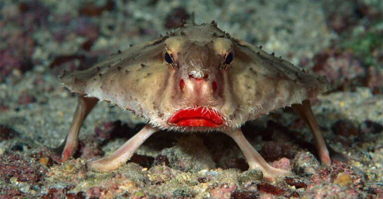 15 Facts About The Red-Lipped Batfish, The Ocean’s Strangest Creature