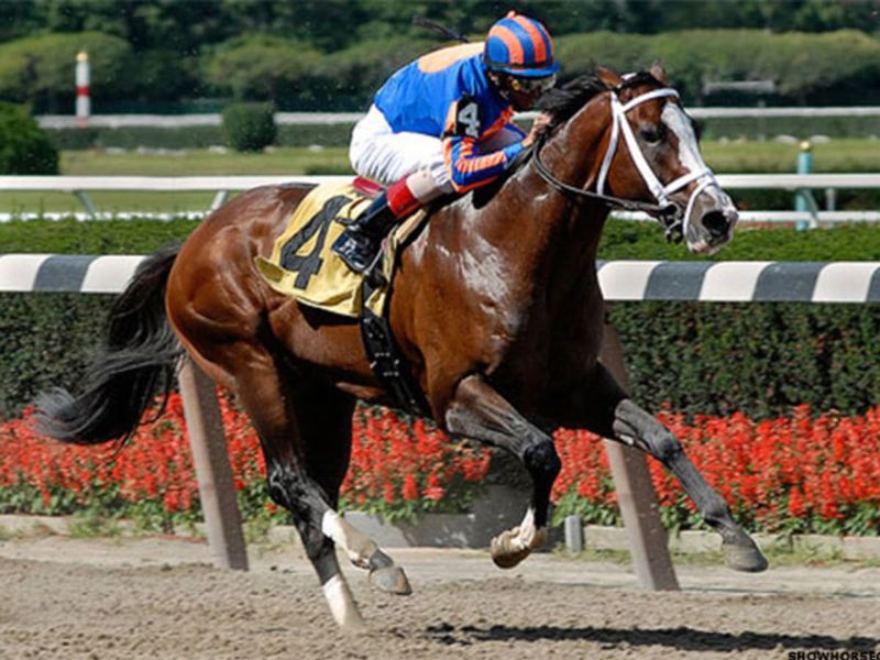 Thoroughbred Horses