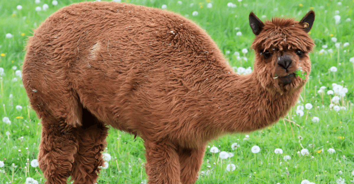 15 Farm Animals That Are Worth More Than A House