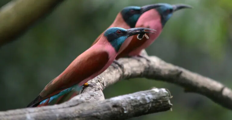 15 Fascinating Bee-Eating Birds