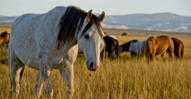 15 Fascinating Details About The Lives Of Wyoming’s Wild Horses