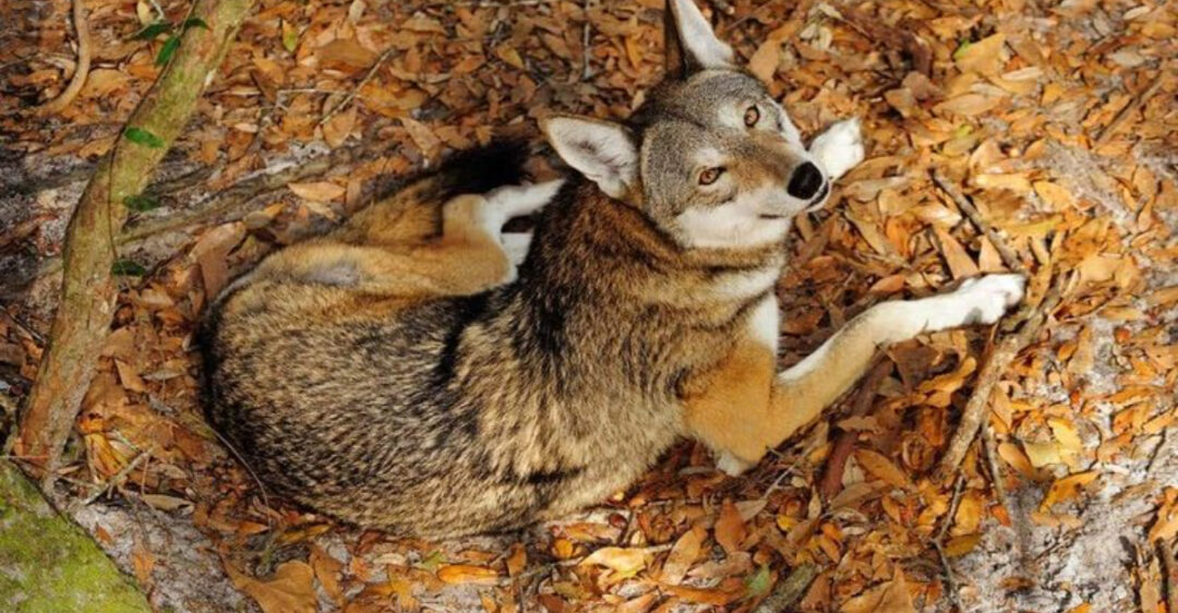 15 Fascinating Facts About Red Wolves In America