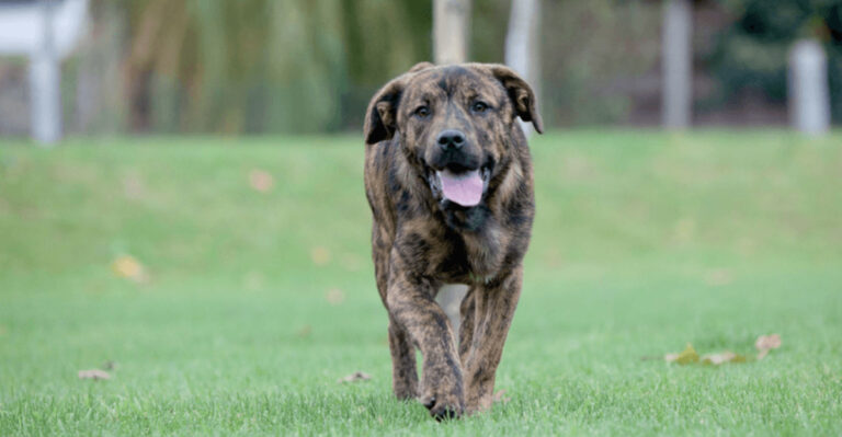 15 Fascinating Facts About The Saint Miguel Cattle Dog