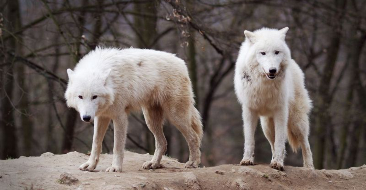 15 Fascinating Facts About The Social Hierarchy That Keeps Wolf Packs In Balance