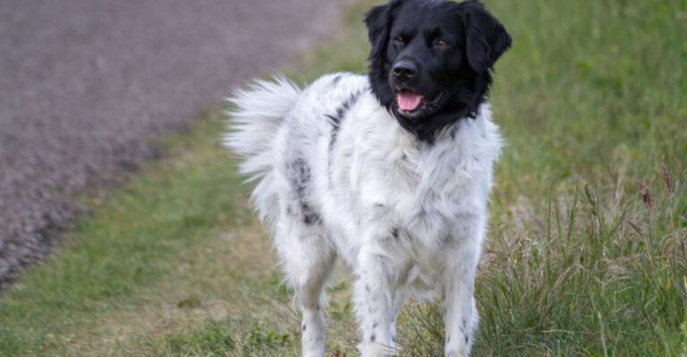 15 Fascinating Facts About The Stabyhoun: The Dutch All-Rounder Dog