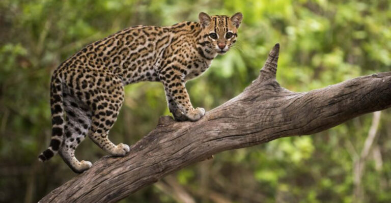 14 Fascinating Facts About the Ocelot: The Mini Jaguar