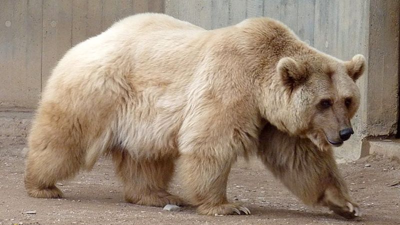 Grizzly-Polar Bear Hybrids (Pizzlies)