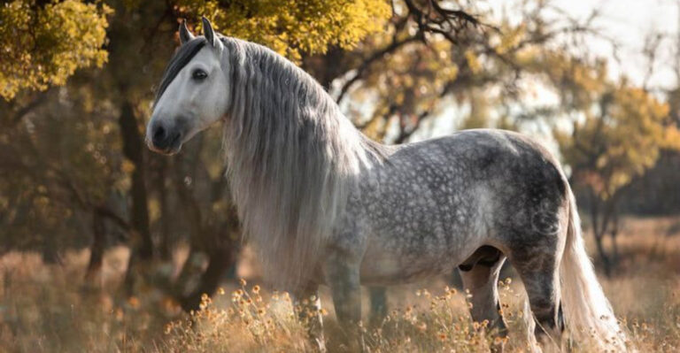 15 Fascinating Myths And Facts About Andalusian Horses