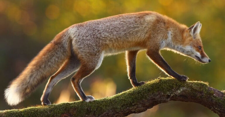 15 Fascinating Reasons Foxes Are Always So Curious