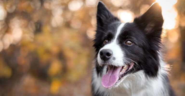 15 Fascinating Things You Didn’t Know About Border Collies
