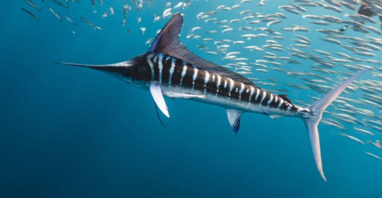 15 Fastest Animals On Land, Water, And In The Sky Ranked