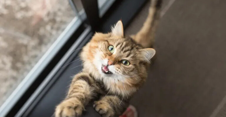 15 Feline Habits That Show Long-Term Trust Development
