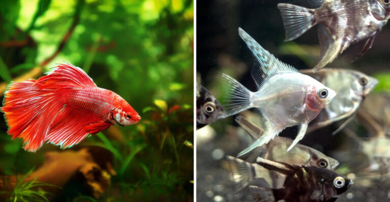 15 Fish That Can Live For Over A Decade With Proper Care