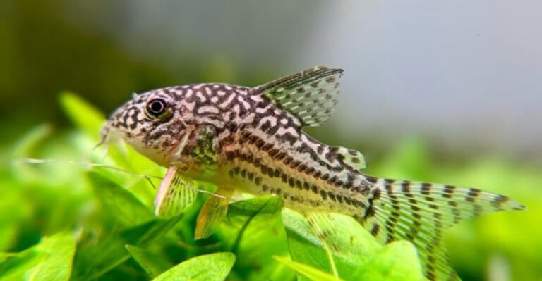 15 Fish You Can Keep Without A Tank Heater