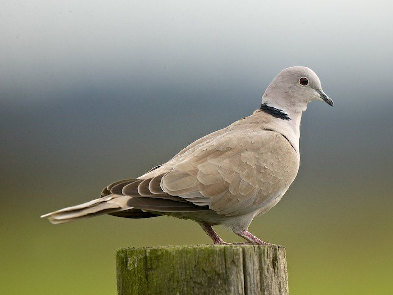 Eurasian Collared Dove