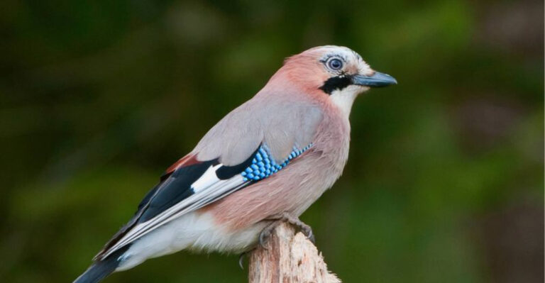 15 Foreign Birds That Have Made America Their Home