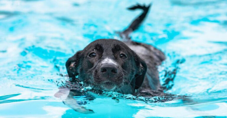 15 Fun And Gentle Exercises For Senior Dogs
