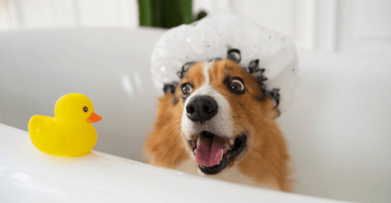 15 Fun And Low-Stress Grooming Tips For Nervous Pets