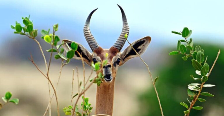 15 Fun Facts About Gerenuks